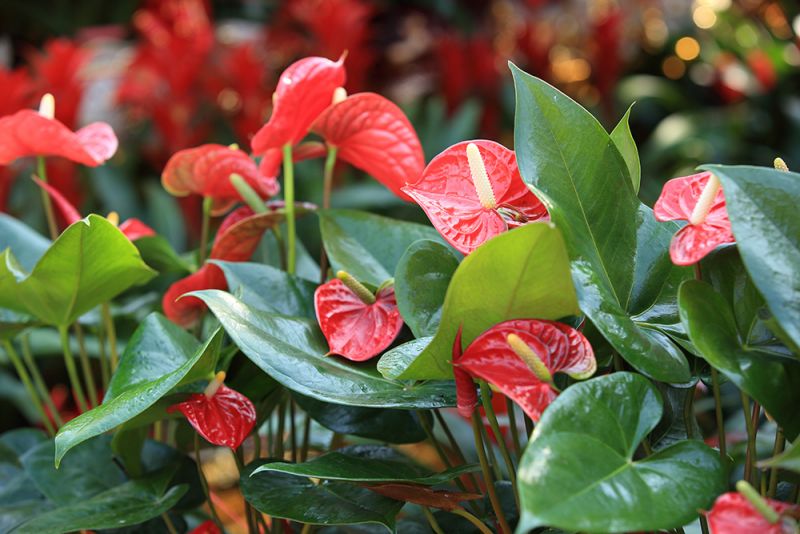 hồng môn hồng môn